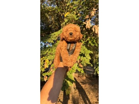 Red brown maltıpoo yavrumuz yeni yuvasına hazıd