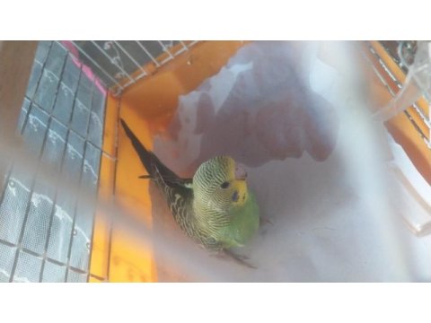 Erkek spangle muhabbet kuşu yavru
