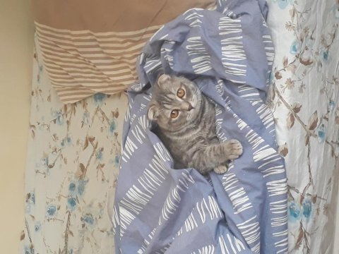 British shorthair leydi için yuva arıyoruz