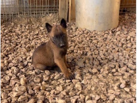 A kalite safkan belçika kurdu bebekler