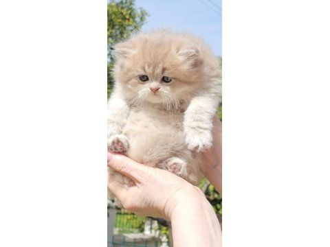 Ay11 british longhair erken