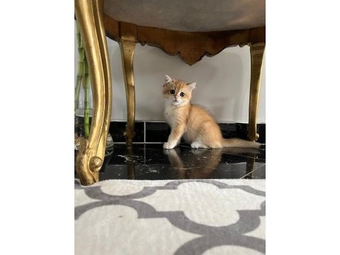 Şecereli golden ny12 dişi british shorthair