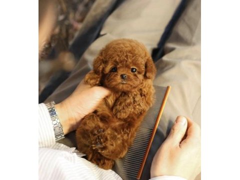 Sağlıklı ve sevimli toy poodle yavrularım