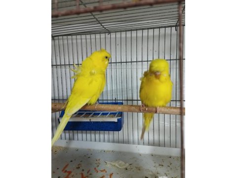 Jumbo japones ve rainbow hazır muhabbet kuşu takımlar