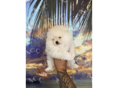 Sağlık ve ırk garantili pomeranian