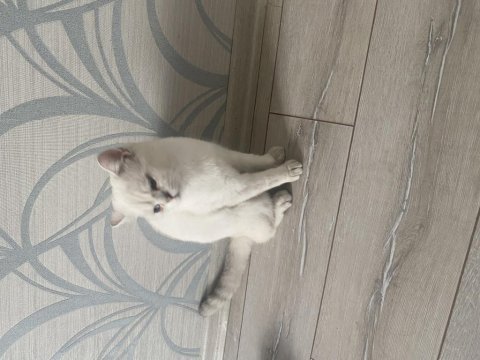 10 aylık british shorthair tamamen ücretsiz