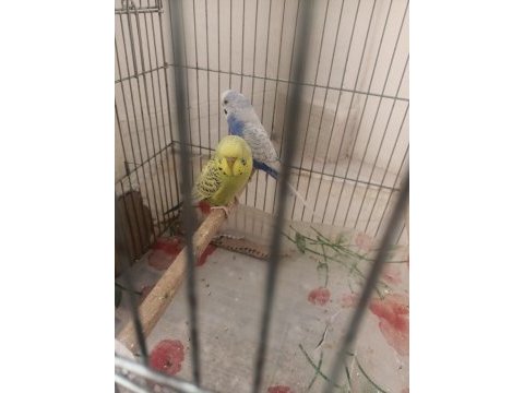 Genç çift muhabbet kuşu