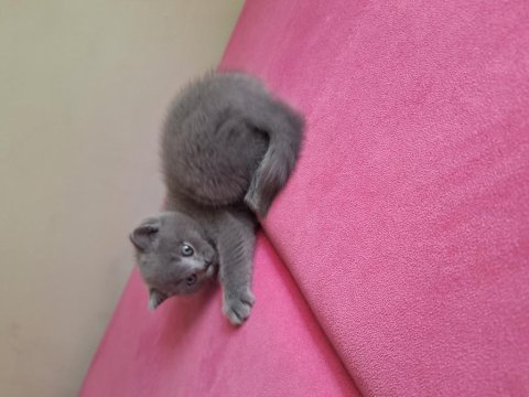 2 aylik erkek dişi british shorthair