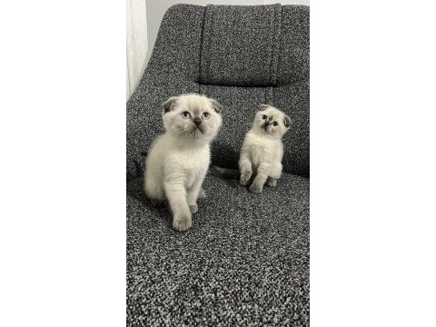 Safkan scottish fold yavrularımız