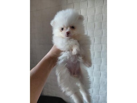 Dünya tatlısı pomeranian boo kaliteli bebekler