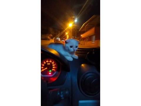 Evinize neşe katacak british shorthair