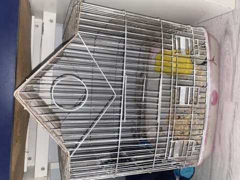 Dişi hamster