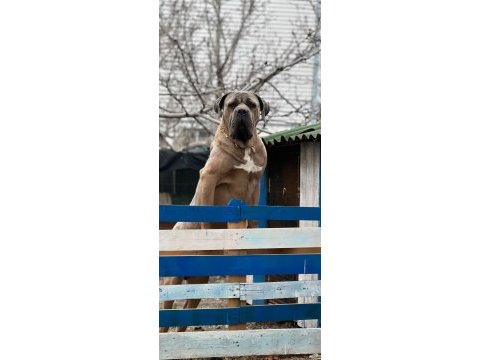 Cane corso yavrularımız ırk garantili
