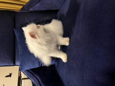 Orjinal chinchilla dişi