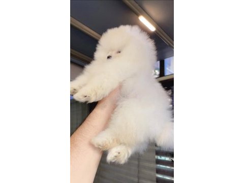 Pomeranian boo köpeği