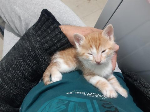 Tatlı yavru kedilerimiz