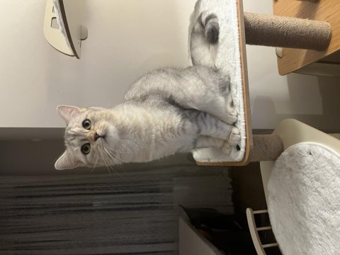 1 yaşında british shorthair dişi gri
