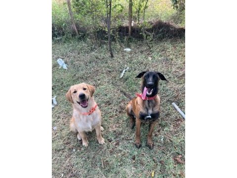Saf kan malinois ve golden