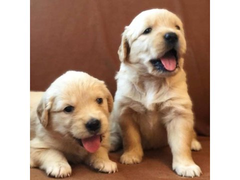 Akkuş üretim çiftliğinden golden retriever yavruları