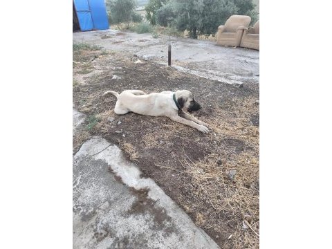 Genç erkek kangal