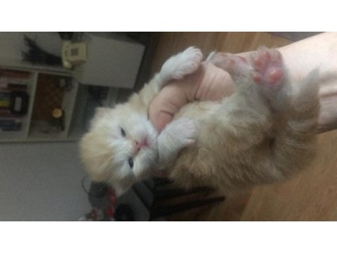Yeni chinchilla kedisi bebişlerim