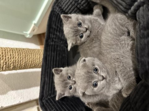 Sağlıklı scottish fold yavrularımız yeni yuvalarını arıyor