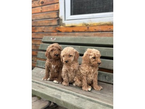 Dev standart poodle yavrular