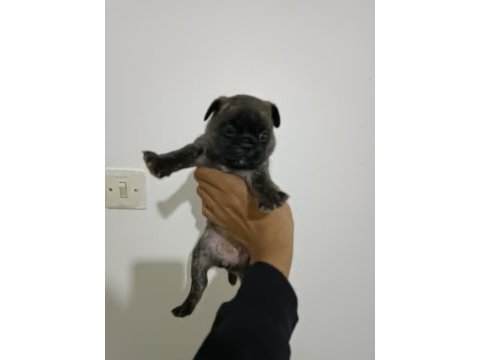 Hamburger surat pug yavruları