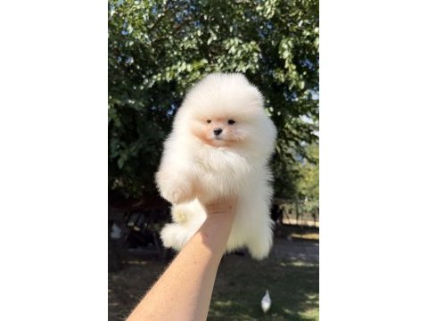 Show kalite üst düzey muhteşem kürk pomeranian boo