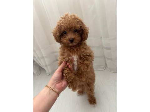 Dişi toy poodle