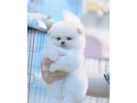 Teddy bear pomeranian yavruları