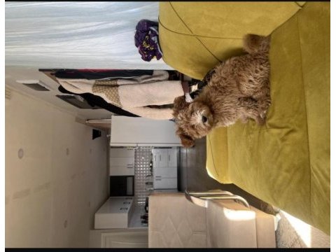 4 aylık maltipoo