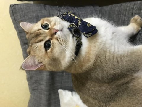 British shorthair erkek ny11