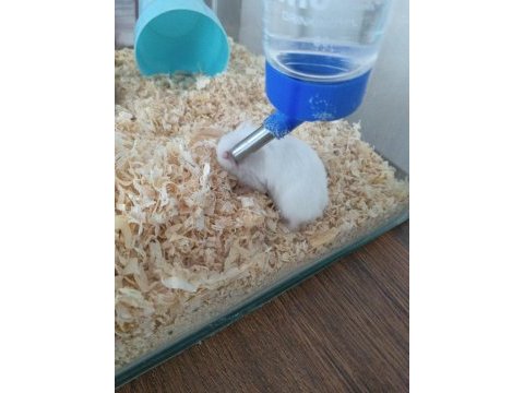 Gonzales hamsterlar