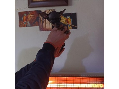 Minyatür pinscher dişi 4 aylık