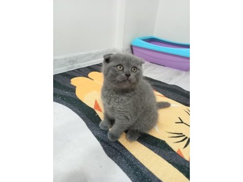 Top kafa ayıcık surat british shorthair kediler