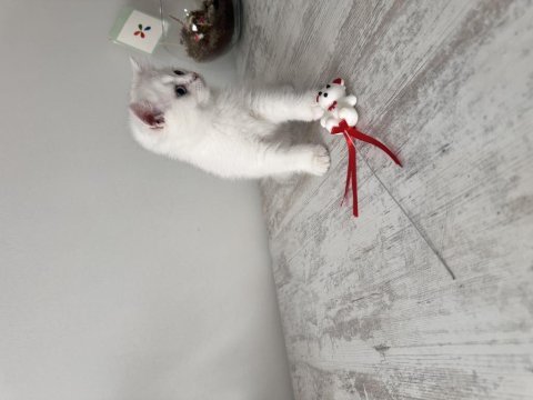 Safkan british shorthair