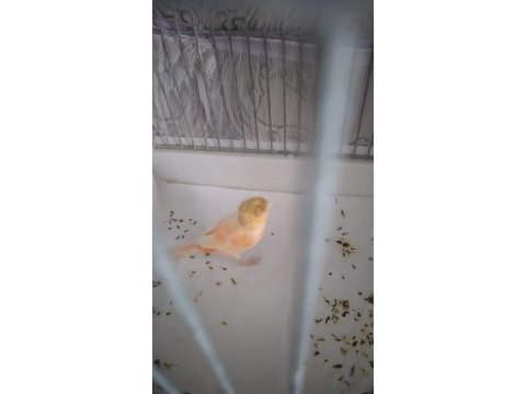 Tepeli al mozaik çift kanarya