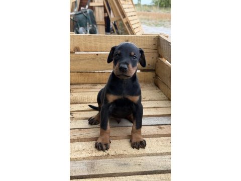 A kalite doberman yavruları