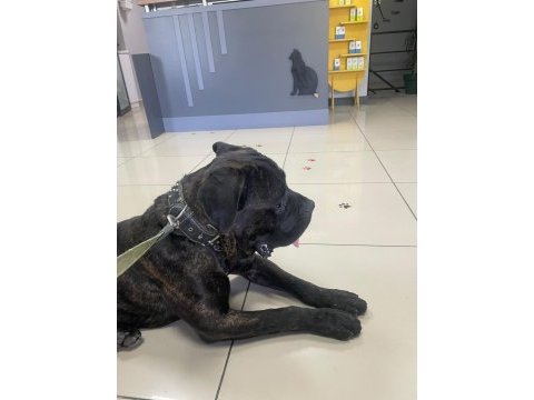 Acil cane corso oğlumuza yuva arıyoruz
