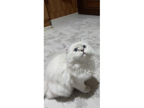 Oyuncu british longhair erkek