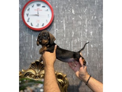 Dachshund prenses (sosis)
