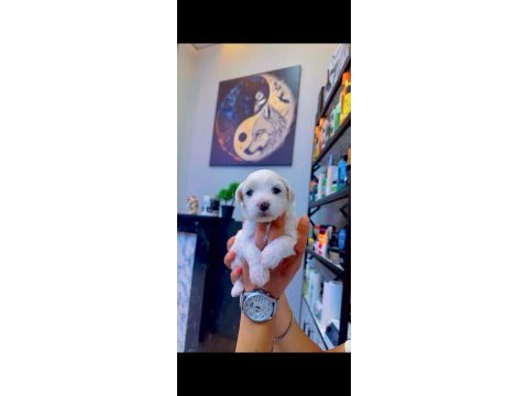 Yavru maltese terrier