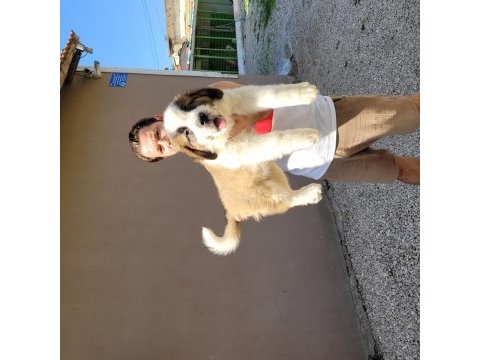 Safkan ırk garantili fci şecereli st bernard yavrular