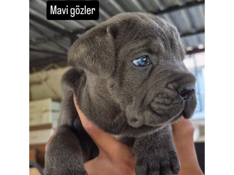 Cane corso 35 günlük yavrular