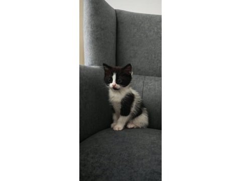 Anne british blue point baba sokak kedisi 3 yavru