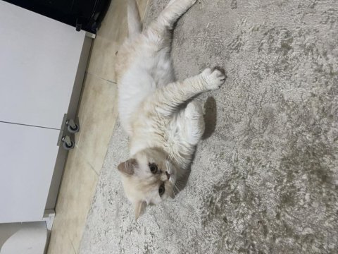 2.5 yaşında çok sakin kısır ve çipli british shorthair