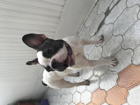 6 aylık french bulldog