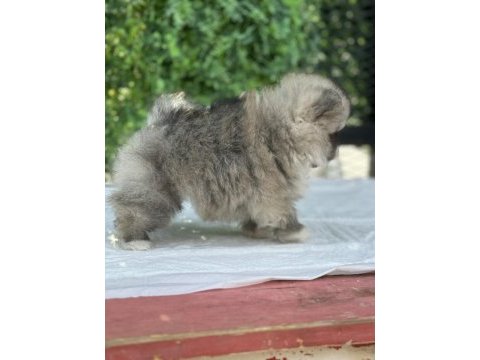 Teacup dişi pomeranian yavru