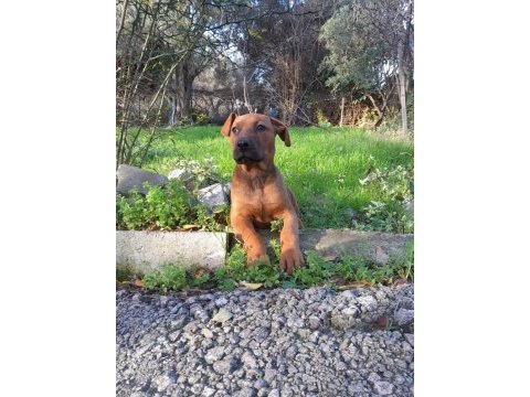 Erkek presa canario yavru
